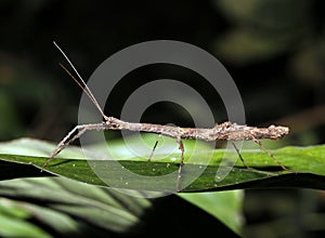 Stick Insect photo