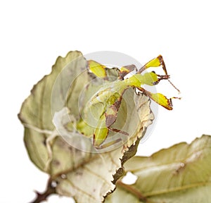 Stick insect in studio