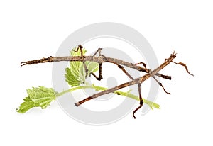 Stick insect in studio