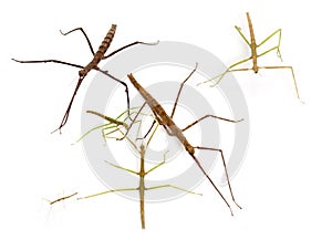 Stick insect in studio