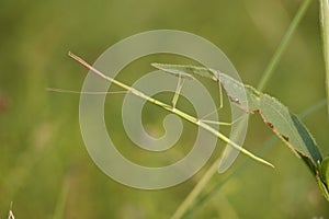 Stick Insect