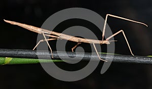 Stick insect