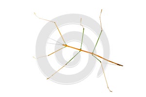 Stick insect on white background