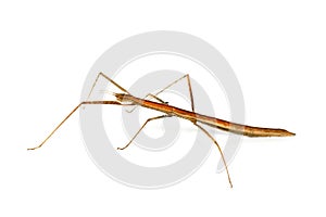 Stick insect on white background