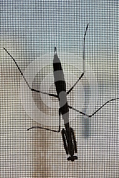 Stick insect on window mesh screen