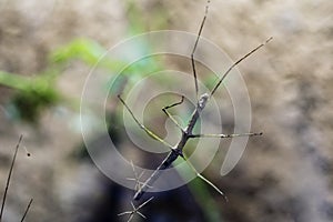 Stick insects photo