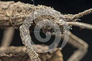 Close shot of the brown  stick or phasmatodea insect.