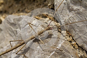 Stick insekt phasmatodea photo