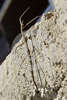 Stick insekt phasmatodea
