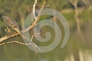 Stick neck out - Purple heron or Ardea purpurea