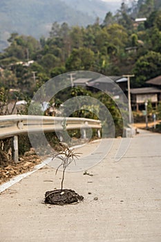 Stick stuck in cow shit on Asphalt road near the mountain village in Thailand