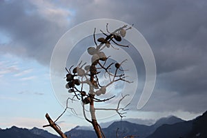 Stick wood of a bare branch with pine cones attached to the panorama of the Apuan Alps and the gloomy sky