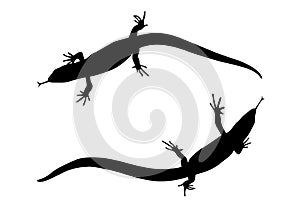 Sticker on car of reptile: Silhouette of lizard. Vector Illustra