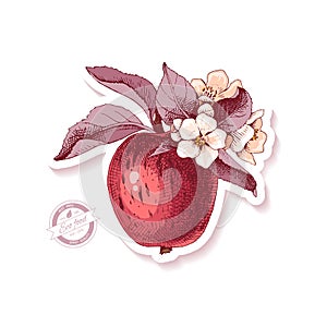 Sticker with hand drawn apple branch