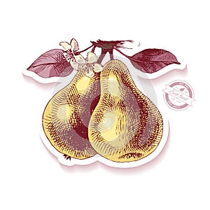 Sticker with hand drawn pear branch