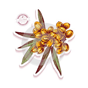 Sticker with hand drawn sea buckthorn branch