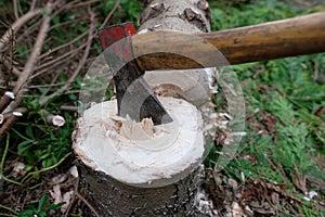 Sticking ax in a tree stump