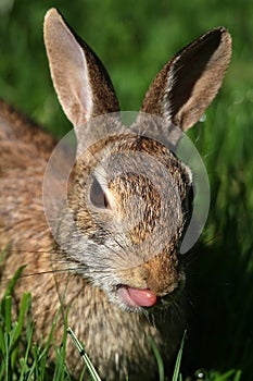 Sticking Tongue Out - Eastern Cottontail