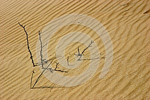 Sticks in the dunes