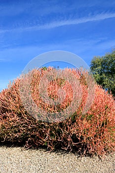 Sticks on Fire or Euphorbia Tirucalli Succulentnin Winter, Arizona