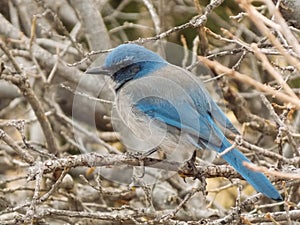 In the Sticks with Mountain Bluebird
