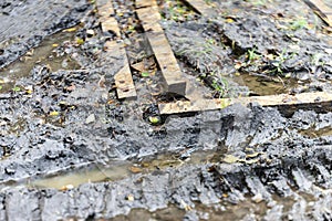 sticks placed in the mud