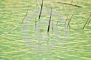 Sticks Poking through Shallow Water