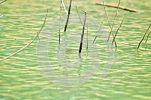 Sticks Poking through Shallow Water photo
