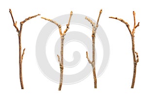 Sticks and twigs photo