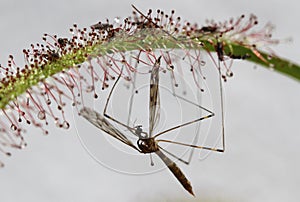 Sticky carnivorous drosera leave with mosquito trapped