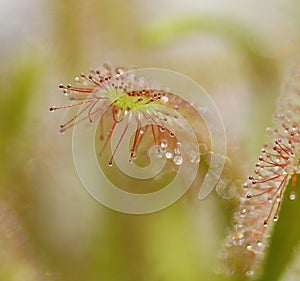 Sticky carnivorous plant leaves