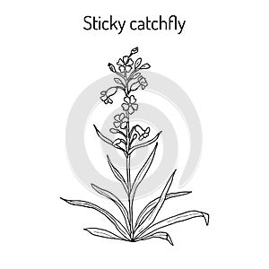 Sticky catchfly Silene viscaria , or clammy campion, medicinal plant