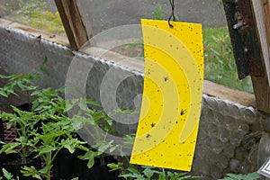 Sticky fly trap inside a greenhouse photo