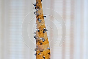 Sticky flypaper with glued flies, trap for flies photo
