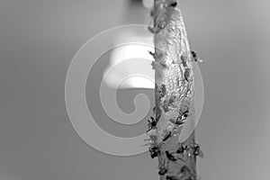 Sticky flypaper with glued flies, trap for flies or fly-killing device. in home background, copyspace. black and white concept of