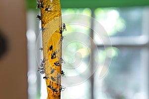 Sticky flypaper with glued flies, trap for flies or fly-killing device. in home background, copyspace. fly strip or fly ribbon