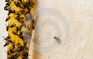 Sticky flypaper with glued flies, trap for flies or fly-killing device. On white background with copyspace. Also known as fly