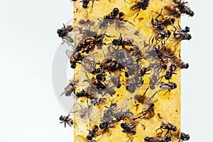 Sticky flypaper with glued flies, trap for flies or fly-killing device. On white background with copyspace. Also known