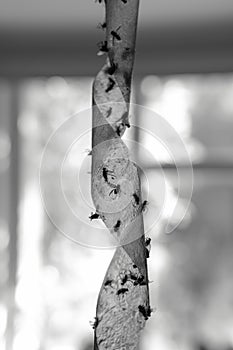 Sticky flypaper with glued flies, trap for flies or fly-killing device. in home background, copyspace. black and white concept of