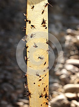 Sticky flypaper with glued flies, trap for flies photo