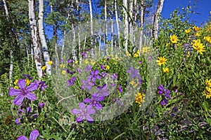 Sticky Geranium arnica Aster flower blossom