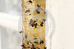 Sticky insect tape with dead flies on blurred background, closeup