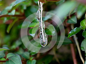 Sticky jelly- like mucilage formed on the roots of Indian rhododendron plant photo