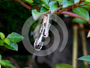 Sticky jelly- like mucilage formed on the roots of Indian rhododendron plant photo