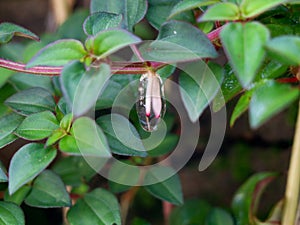 Sticky jelly- like mucilage formed on the roots of Indian rhododendron plant photo