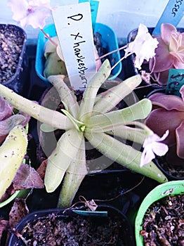 The Sticky Leaf of Pinguicula Hawkesbury
