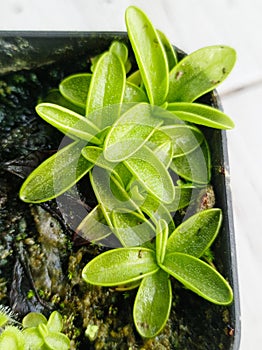 Sticky Leaf of Pinguicula primuliflora Carnivorous Plant