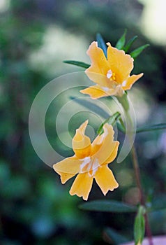 Sticky monkey-flower, Dipincus aurantiacus