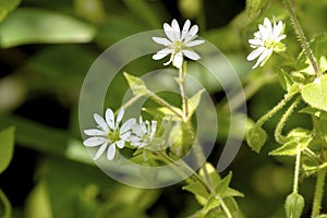 Sticky Mouse-ear Chickweed 605062