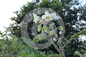 Sticky Nightshade in Bloom